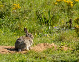 Bunny rabbits siting in the sunshine in a green field in the summer time