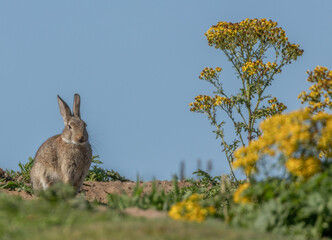 Bunny rabbits siting in the sunshine in a green field in the summer time