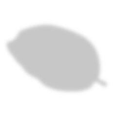 Shadow overlay effect. Transparent tree soft light and shadows from plant branches, leaves, and foliage. Mockup of abstract transparent shadow overlay effect and natural lightning scene.