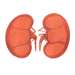 human kidneys painted in watercolor, internal organs, illustration isolated