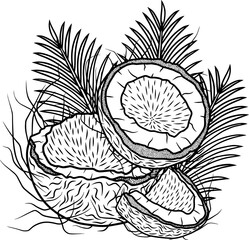 Line art illustration of coconut