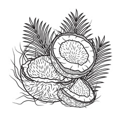 Line art illustration of coconuts with palm leaves, vector art