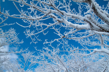 Snowy trees against a blue sky. Muju, South Korea.