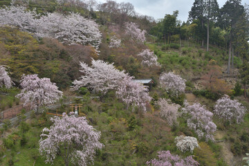 善峯寺の桜