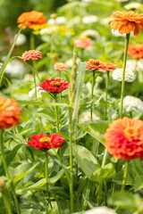 Obraz premium Summer flowers. Colorful zinnia flowers in a garden. Sunset or sunrise time. Summer natural backdrop.