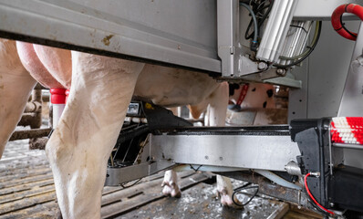 cow being milked by milking robot on farm in holland - 628062202