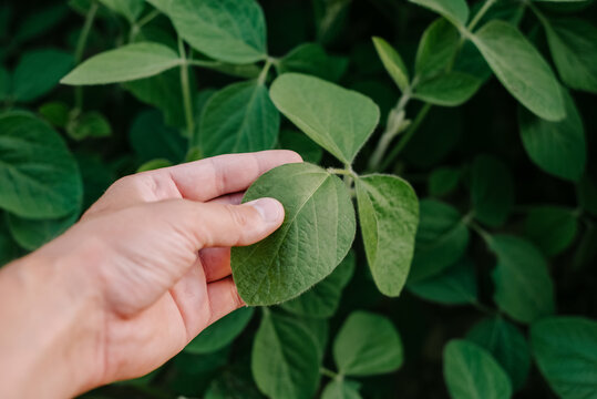Farmer examining soybean crop leaves in cultivated field, closeup of male hand touching green plant. Agriculture environmental protection. Organic farming concept