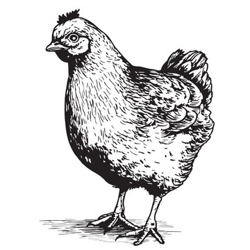 Young hen farm hand drawn sketch Vector illustration