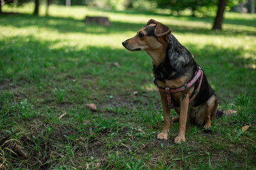 Naklejka na ściany i meble A small purebred dog is sitting on the green grass in the park