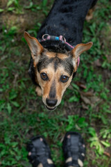 A small purebred dog is sitting on the green grass in the park