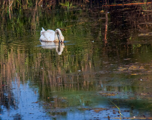 A beautiful white swan swims in the water. Behavior of a wild bird in nature. Animal wildlife wallpaper background.