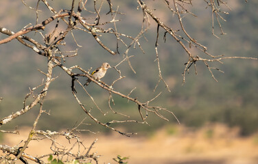 A young specimen Goldfinch or Carduelis carduelis perched on the branches of a tree