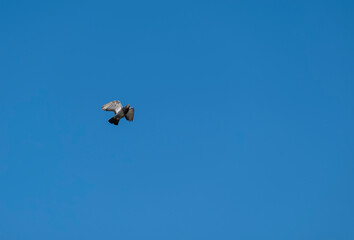 Naklejka na ściany i meble Flying pigeon bird in action isolated on blue sky background