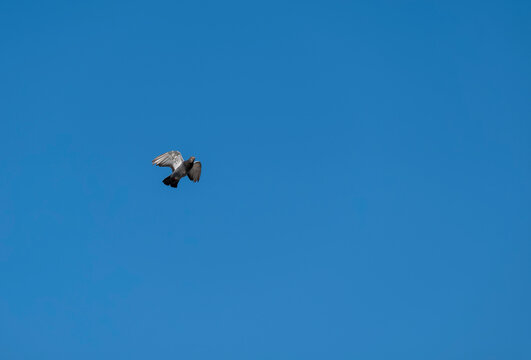 Flying pigeon bird in action isolated on blue sky background