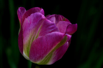 Fototapeta na wymiar Dark Pink tulip