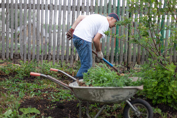 A young man uproots weeds in the garden with a shovel and puts weeds in a cart.