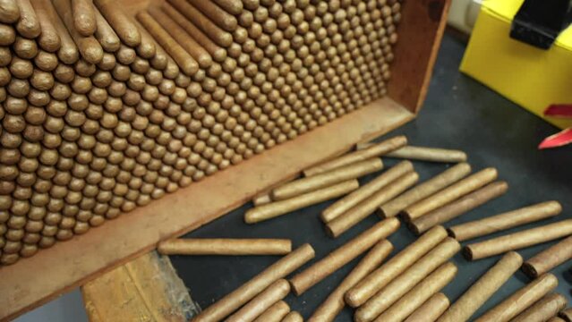 Top view of many just rolled unlabeled handmade cigars are laid in a stack and randomly scattered on a wooden table. The factory for the production of the best cigars in the world