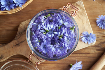 Obraz na płótnie Canvas Preparation of herbal tincture from fresh wild chicory blossoms