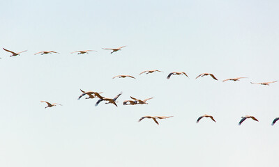 A flock of cranes flies in the sky. A flock of birds during seasonal migrations. Cranes - belladonna in a large flock fly south. Wildlife, beautiful scenery.