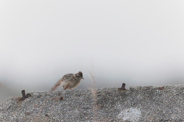 Skylark Alauda arvensis in close view in Bretagne, France