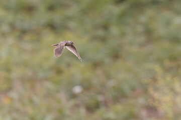 Skylark Alauda arvensis in close view in Bretagne, France
