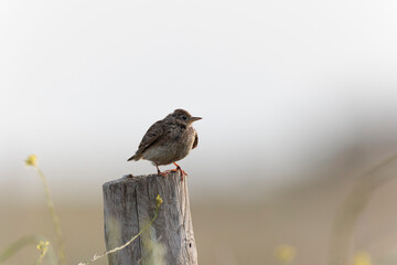 Fototapeta premium Skylark Alauda arvensis in close view in Bretagne, France