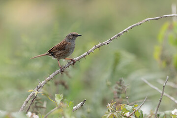 Dunnock Prunella modularis male singing in the morning light