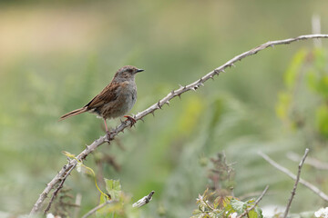 Dunnock Prunella modularis male singing in the morning light