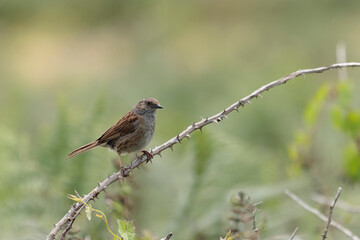 Dunnock Prunella modularis male singing in the morning light