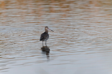 Black-tailed Godwit Limosa limosa in a swamp in northern Brittany
