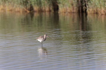 Black-tailed Godwit Limosa limosa in a swamp in northern Brittany