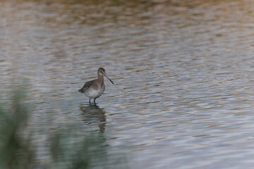 Black-tailed Godwit Limosa limosa in a swamp in northern Brittany
