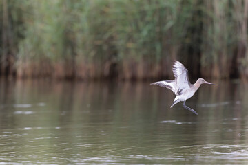Black-tailed Godwit Limosa limosa in a swamp in northern Brittany