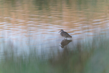 Black-tailed Godwit Limosa limosa in a swamp in northern Brittany