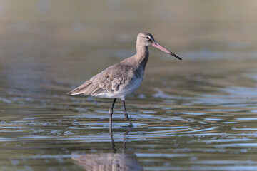 Black-tailed Godwit Limosa limosa in a swamp in northern Brittany