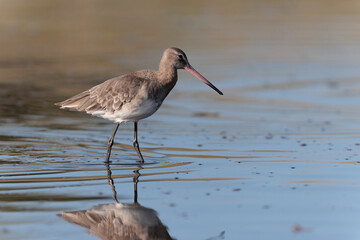 Black-tailed Godwit Limosa limosa in a swamp in northern Brittany
