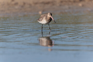 Black-tailed Godwit Limosa limosa in a swamp in northern Brittany