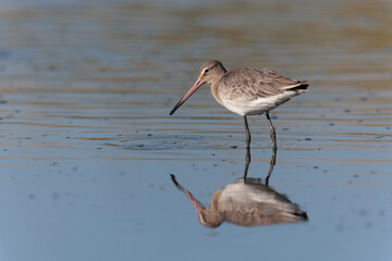 Black-tailed Godwit Limosa limosa in a swamp in northern Brittany