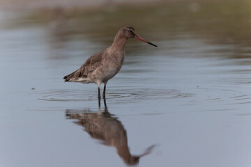 Black-tailed Godwit Limosa limosa in a swamp in northern Brittany