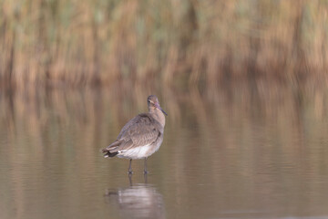 Black-tailed Godwit Limosa limosa in a swamp in northern Brittany