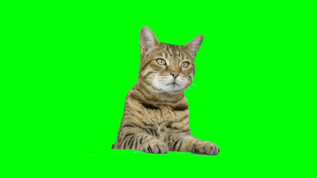 Bengal cat peeks from behind green screen reaching up with paw and looks at camera. Chroma key background.
