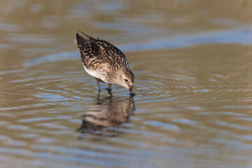 
Dunlin Calidris alpina walking on a sandy beach on low tide in Brittany in France
