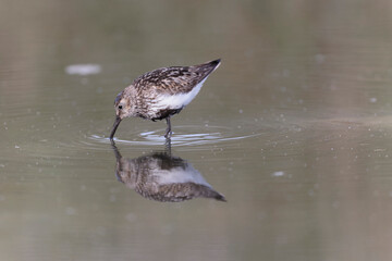 
Dunlin Calidris alpina walking on a sandy beach on low tide in Brittany in France
