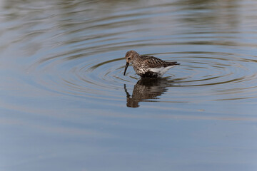 
Dunlin Calidris alpina walking on a sandy beach on low tide in Brittany in France
