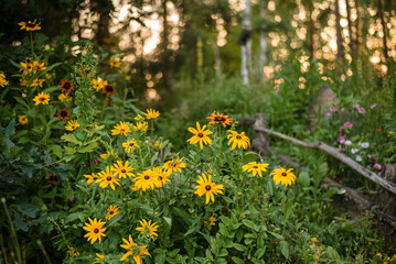 Field flowers at sunset, close-up. Natural background.