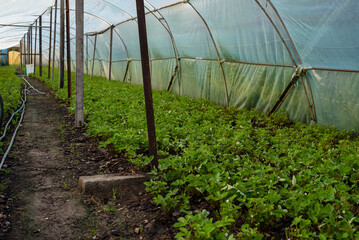 Strawberry Greenhouse