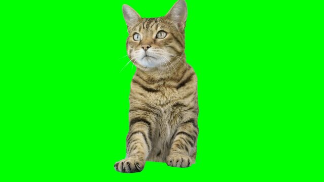 Bengal cat peeks from behind green screen reaching up with paw and looks at camera. Chroma key background.