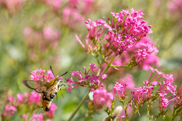 Moro sphinx gathering centranthus flowers in Provence