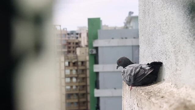 A rock pigeon is sitting on the wall - an Indian bird  a beautiful creature. A rock dove is resting alone - an avian  Columba livia  a colorful bird