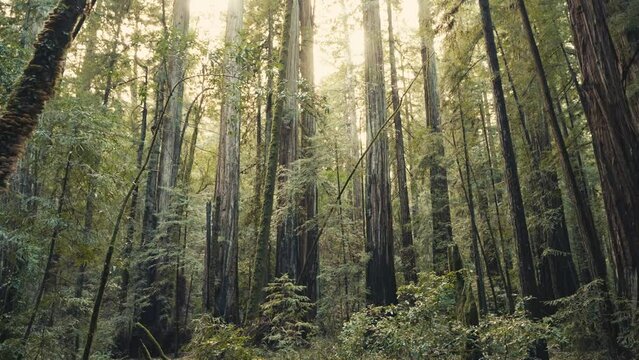 Redwood Trees in Forest